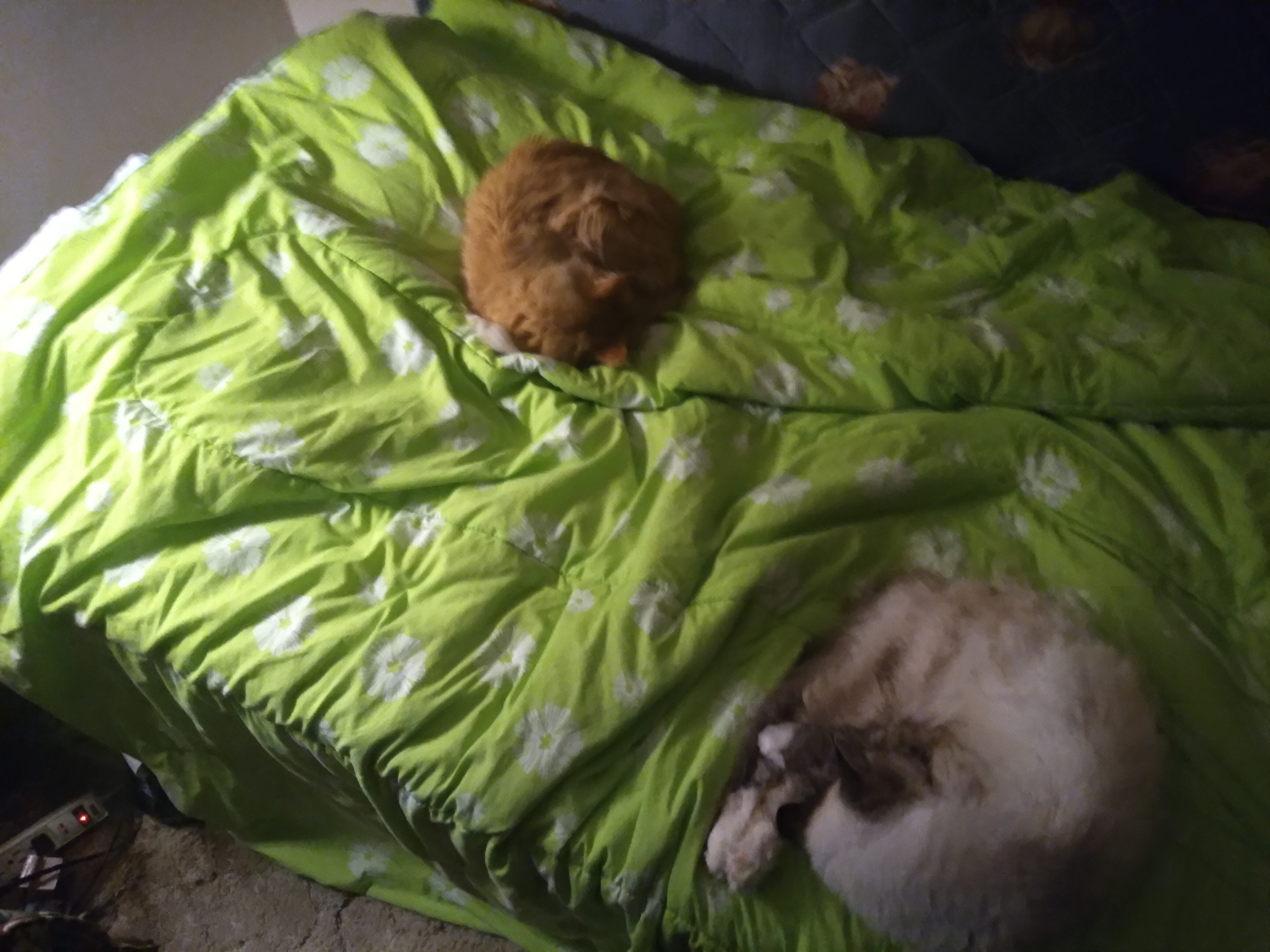 Brothers cat rest upon the bed.