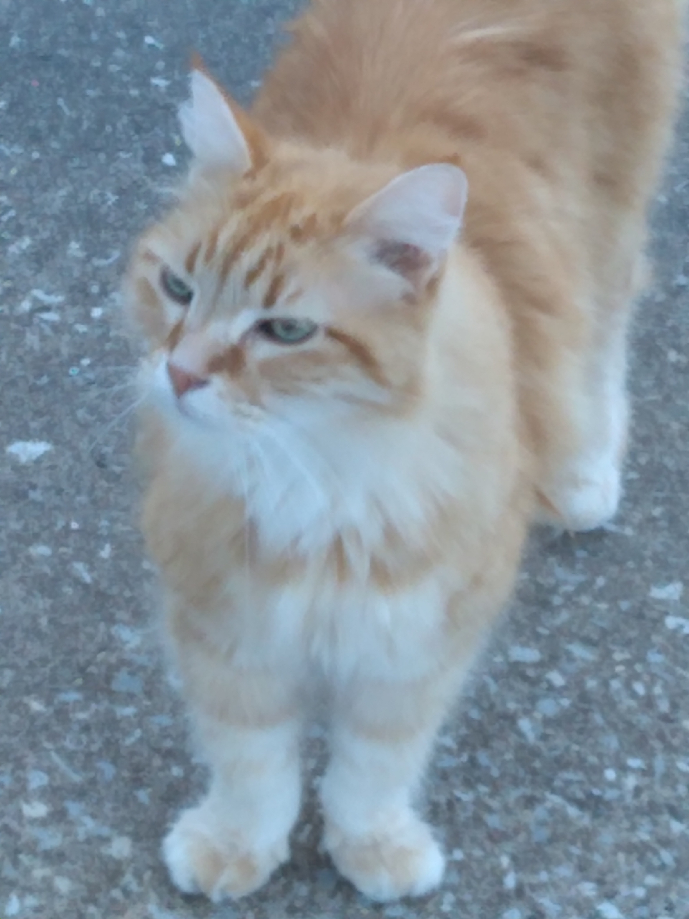 My cat Max, he isn't looking at us, but appears very regal.