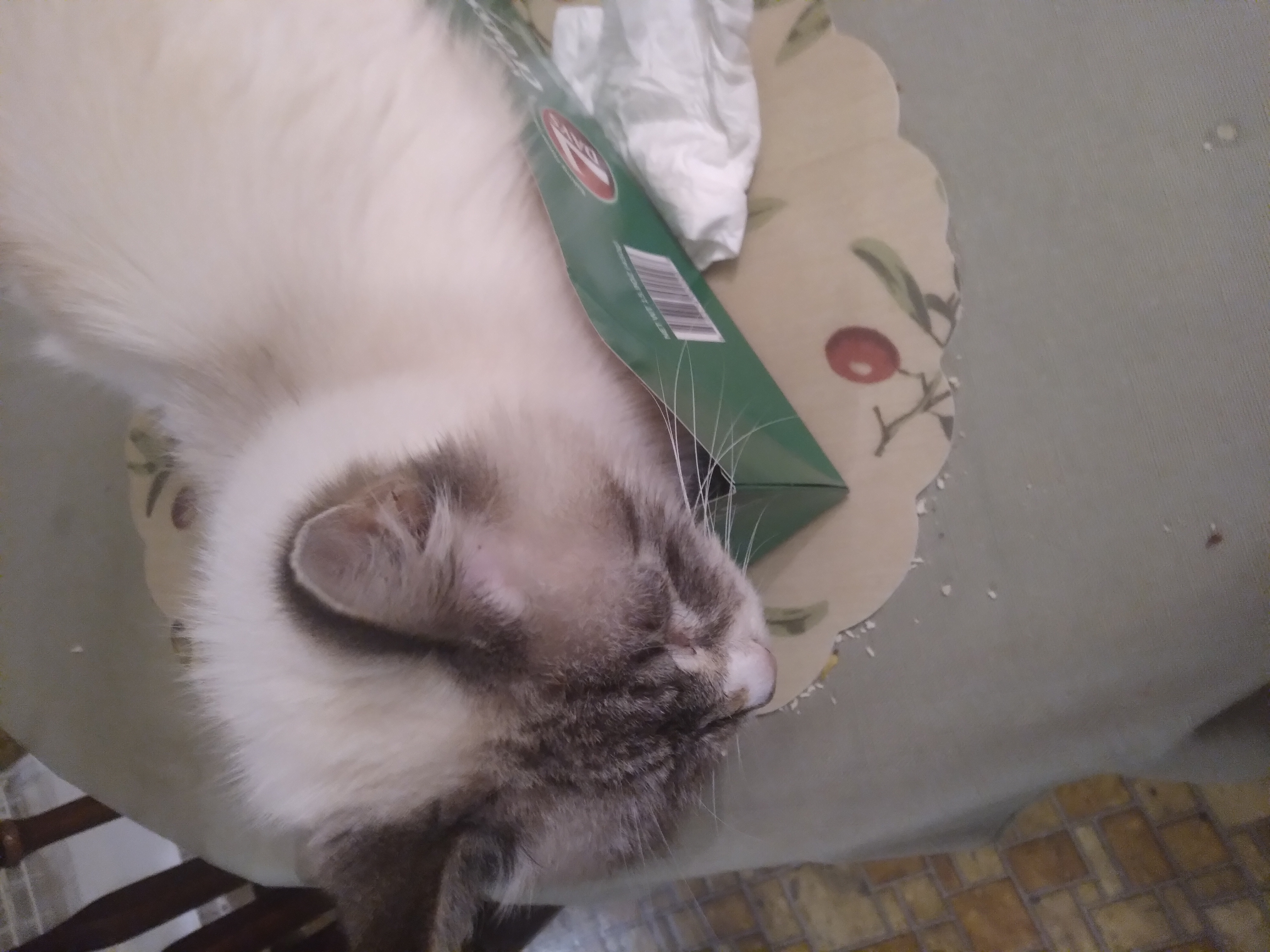 It's timmy on table.